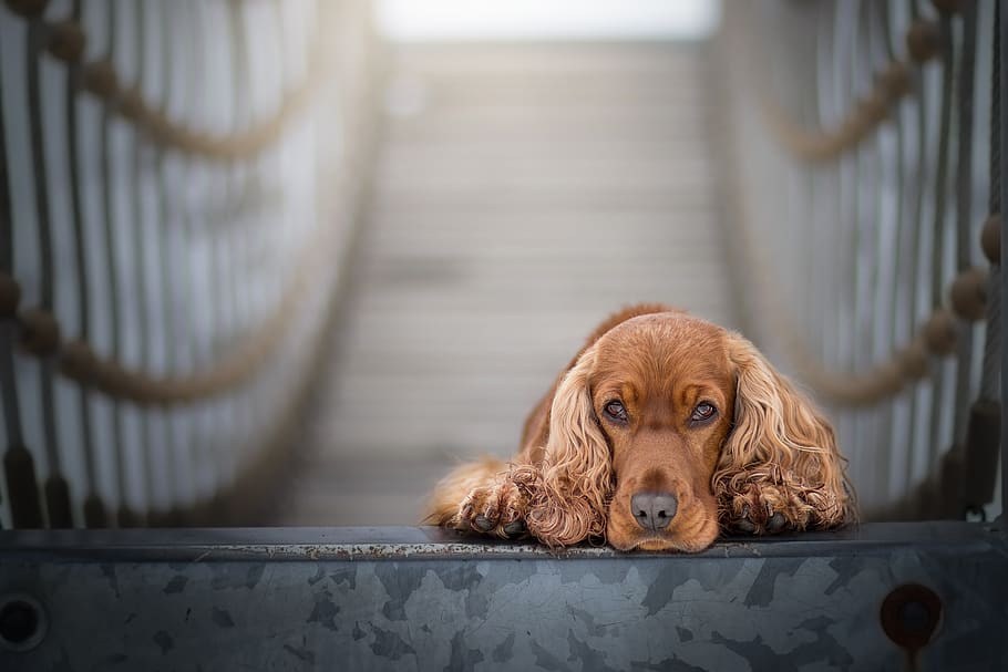 cocker spaniel, spaniel, conjunts, gos, cocker, animal, cadell, Anglès cocker spaniel, mascotes, animals domèstics, un animal, nacional, mamífer, caní, temes d'animals, mirant la càmera, vertebrats, marró, retrat, dia, cap gent, centrar-se en primer pla, enfocament selectiu, barana, a l'interior, 2K