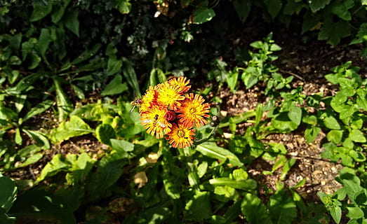 insetto, hoverfly, fiorire, fioritura, fiore, estate, pianta, pianta fiorita, freschezza, bellezza nella natura, crescita, fragilità, vulnerabilità, testa di fiore, petalo, natura, infiorescenza, giallo, nessuno, colore verde, avvicinamento, parte vegetale, foglia, giorno, concentrarsi sulle conoscenze acquisite, all'aperto, polline, 2K, CC0, dominio pubblico, privo di copyright