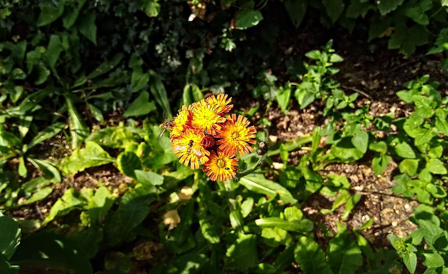 insecte, hoverfly, flor, florir, estiu, planta, planta amb flors, frescor, bellesa a la natura, creixement, fragilitat, vulnerabilitat, cap de flor, pètal, naturalesa, inflorescència, groc, cap gent, color verd, primer pla, part de la planta, full, dia, centrar-se en primer pla, a l'aire lliure, pol·len, 2K