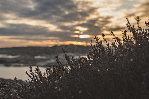 diepte veldfoto, groen, bladplant, strand, wolk, wolken, bewolkt, bewolkte lucht, kleur, donker, dageraad, avond, mist, landschap, toneel-, zee, zeegezicht, hemel, sneeuw, zonsondergang, water, winter, schoonheid in de natuur, fabriek, groei, kalmte, wolk - lucht, natuur, rustige scène, geen mensen, scenics - natuur, land-, selectieve aandacht, zonlicht, veld-, buitenshuis, zon, focus op de voorgrond, 5K, CC0, publiek domein, royaltyvrij