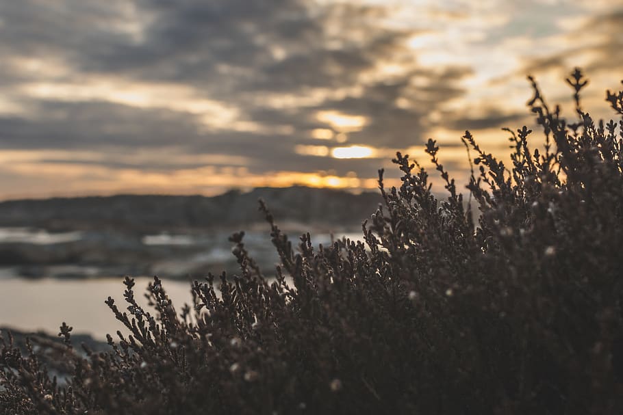 foto de camp de profunditat, verd, planta de fulla, platja, núvol, núvols, ennuvolat, cel nuvolós, cel ennuvolat, color, fosc, alba, tarda, boira, paisatge, escènic, mar, paisatge marí, cel, neu, posta de sol, aigua, hivern, bellesa a la natura, planta, creixement, tranquil·litat, núvol - cel, naturalesa, escena tranquil·la, cap gent, escenics - natura, terra, enfocament selectiu, llum solar, camp, a l'aire lliure, sol, centrar-se en primer pla, 5K