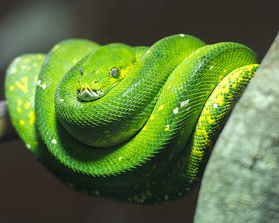 python, grøn træ python, slange, krybdyr, natur, vild, Australien, dyreliv, et dyr, dyre temaer, grøn farve, dyr, dyr i naturen, tæt på, hvirveldyr, ingen mennesker, dyr kropsdel, rullet op, dag, udendørs, afdeling, fokus på forgrunden, dyr hoved, selektiv fokusering, dyre skala, dyr øje, giftig, regnskov, 2K, CC0, offentligt domæne, royaltyfrie