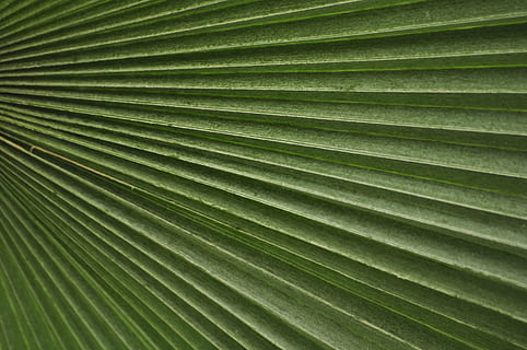 grønt blad, tæt på, frond, grøn, blad, håndflade, struktur, fuld ramme, plante del, grøn farve, baggrunde, tropisk klima, palmblad, plante, Palme træ, mønster, natur, vækst, skønhed i naturen, ingen mennesker, træ, naturligt mønster, botanik, dag, tekstureret, udendørs, blade, 2K, CC0, offentligt domæne, royaltyfrie