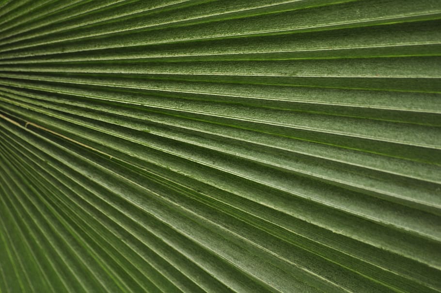 fulla verda, primer pla, fronda, verd, full, palmell, textura, marc complet, part de la planta, color verd, fons, clima tropical, fulla de palma, planta, Palmera, patró, naturalesa, creixement, bellesa a la natura, cap gent, arbre, patró natural, botànica, dia, a l'aire lliure, fulles, 2K