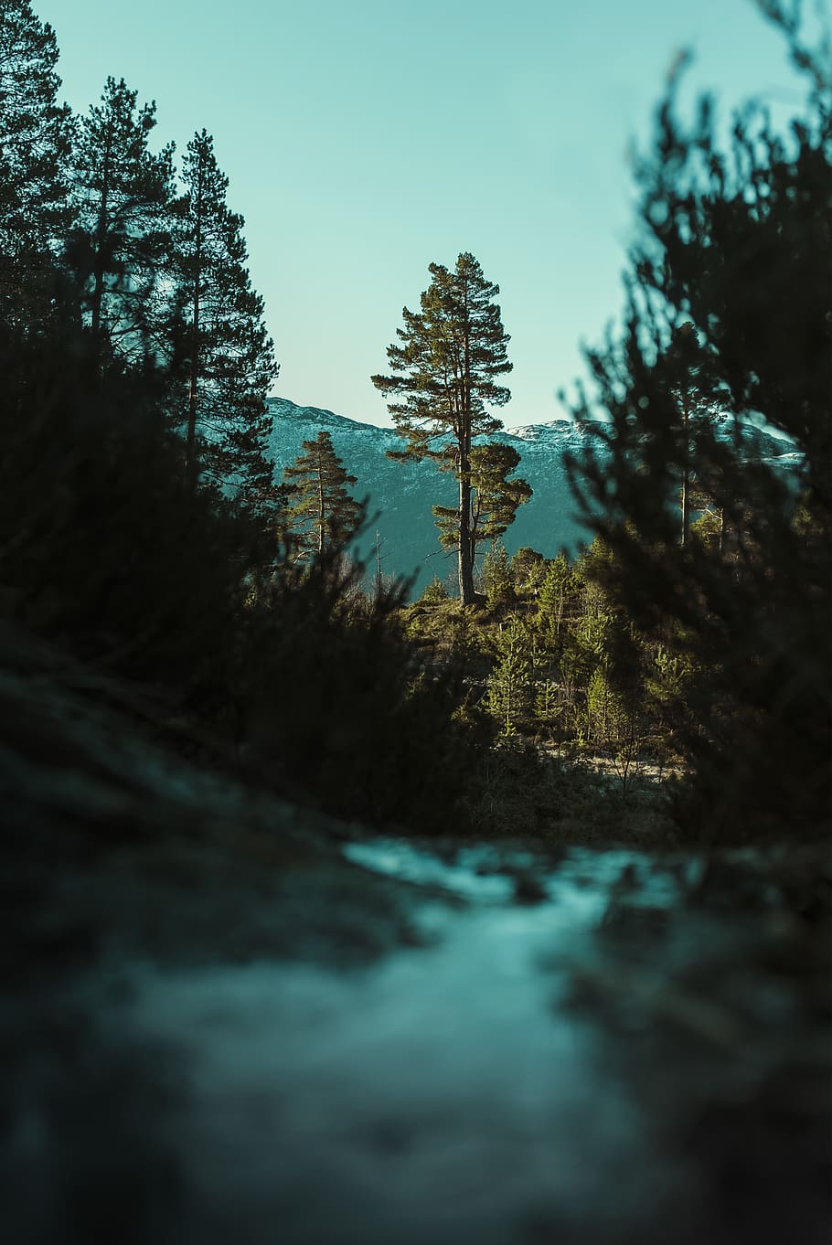 grøn fyrretræ, træ, plante, abies, gran, nåletræ, fyrretræ, grøn, vandring, norge, udforske, eventyr, udendørs, lærk, natur, vand, ild, silhuet, plantning, pollen, himmel, vækst, ingen mennesker, skønhed i naturen, Skov, ro, jord, dag, rolig scene, ikke-urbane scene, scenics - natur, lav vinkel visning, skyfri himmel, selektiv fokusering, blå, 5K