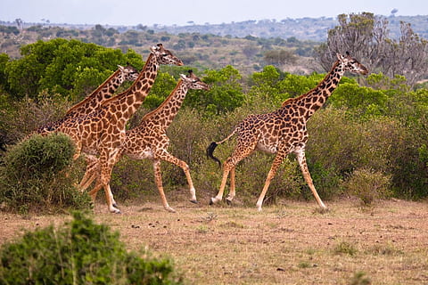 mache eine Giraffe, Tier, Kenia, Natur, Wildnis, schwer, groß, Tierwelt, Tiere in freier Wildbahn, Giraffe, Tierthemen, Gruppe von Tieren, Säugetier, Pflanze, Safari, keine Leute, Feld, zwei tiere, Gras, Land, Umgebung, Tag, Baum, Tiermarkierungen, pflanzenfressend, Tierhals, Gepard, 2K, CC0, gemeinfrei, lizenzfrei