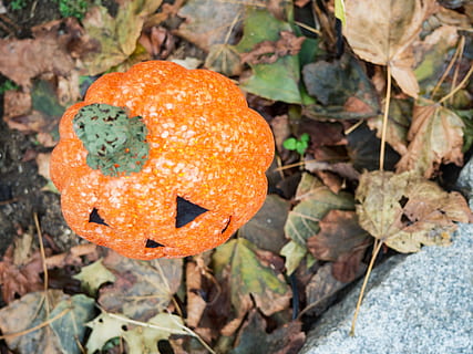 citrouille légère, tomber, vacances, objets, noir, décoration, sol, Halloween, lumière, Orange, à l'extérieur, citrouille, aliments, couleur orange, fermer, personne, la nature, se concentrer sur le premier plan, journée, feuille, partie de la plante, plante, en plein air, croissance, Nourriture et boisson, vue grand angle, légume, terre, directement au-dessus, solide, fruit, alimentation saine, fleur, 4K, CC0, domaine public, libre de droits