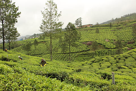 Índia, munnar, planta, color verd, arbre, terra, bellesa a la natura, creixement, camp, paisatge, escenics - natura, medi ambient, escena tranquil·la, naturalesa, mamífer, agricultura, tranquil·litat, animals domèstics, dia, nacional, cel, mascotes, a l'aire lliure, cap gent, 5K, CC0, domini públic, lliure de regalies