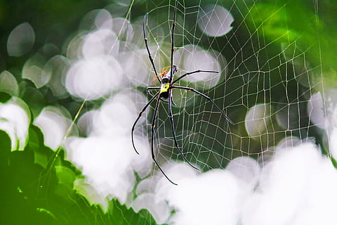 Spinne, Spinnennetz, Netz, Falle, Insekt, Morgen, Tierthemen, wirbellos, Tier, Tiere in freier Wildbahn, ein Tier, Tierwelt, Zerbrechlichkeit, Spinnentier, Nahansicht, Gliederfüßer, Tag, Verletzlichkeit, selektiver Fokus, Fokus auf den Vordergrund, Natur, keine Leute, grüne Farbe, draußen, Tierbein, 5K, CC0, gemeinfrei, lizenzfrei