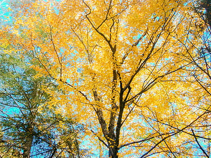 arbre, planta, tronc de l'arbre, maple, florir, branques, tardor, fullatge de tardor, fulles de tardor, fullatge, caure, arbre groc, groc, terra, naturalesa, a l'aire lliure, vegetació, arbreda, bosc, canvi, vista d’angle baix, bellesa a la natura, branca, cap gent, dia, full, creixement, part de la planta, color taronja, tranquil·litat, fons, cel, escenics - natura, copa de l'arbre, condició natural, 2K, CC0, domini públic, lliure de regalies
