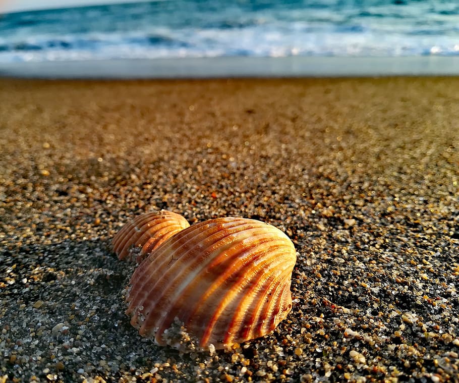 Strand, Muschel, Sand, Schale, Meer, Tierwelt, Tier, Wasser, Tierhülle, Land, Tierthemen, Natur, Tiere in freier Wildbahn, Schönheit in der Natur, keine Leute, Tag, ein Tier, Nahansicht, wirbellos, draußen, Oberflächenniveau, Marine, Kieselstein, 2K