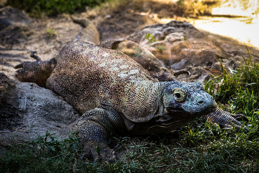 hnědá ještěrka, plaz, aligátor, krokodýl, zvíře, ještěrka, memphis zoo, memphis, leguán, Spojené státy, tetřev, pták, ptarmigan, želva, box želva, mořský život, Šedá, varan komodský, drak, zoo, zvířat, zvířata ve volné přírodě, jednoho zvířete, obratlovců, nikdo, Příroda, přistát, den, pole, tráva, detail, rostlina, venku, rock - objekt, relaxace, pevný, 5K