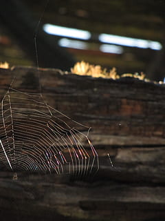 spindelvæv, lade, sol, solnedgang, træ, edderkoppespind, skrøbelighed, ingen mennesker, fokus på forgrunden, tæt på, natur, sårbarhed, mønster, udendørs, naturligt mønster, dag, edderkop, selektiv fokusering, fanget, dyr, kompleksitet, forbindelse, forviklinger, 2K, CC0, offentligt domæne, royaltyfrie