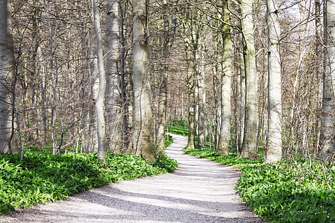 Dinamarca, aarhus, arbre, Camí, aventura, escandinavia, bosc, verd, paisatge, fotografia, carrer, naturalesa, planta, terra, tronc, creixement, tronc de l'arbre, bellesa a la natura, el camí a seguir, direcció, sendera, tranquil·litat, cap gent, dia, color verd, escena tranquil·la, escena no urbana, a l'aire lliure, treelined, 4K, CC0, domini públic, lliure de regalies