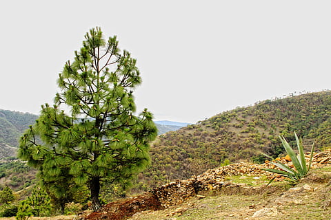Landschaft, Himmel, Wolken, Sonnenuntergang, Natur, Berglandschaft, Guatemala, Berg, hohe Berge, Bergsteigen, Kaffee, Pflanze, Baum, Schönheit in der Natur, Wachstum, ruhige Szene, grüne Farbe, Ruhe, Szenen - Natur, Wasser, klarer Himmel, keine Leute, Tag, Land, Nicht-städtische Szene, Meer, Umgebung, idyllisch, draußen, 2K, CC0, gemeinfrei, lizenzfrei