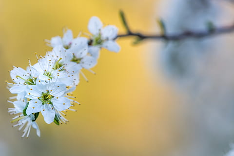 Països Baixos, eys, posta de sol, blanc, primavera, floral, arç blanc, arbre, flor, naturalesa, botànic, planta amb flors, planta, frescor, bellesa a la natura, fragilitat, vulnerabilitat, primer pla, creixement, cap de flor, cap gent, pètal, enfocament selectiu, inflorescència, branca, pol·len, flor de cirerer, cirerer, 5K, CC0, domini públic, lliure de regalies