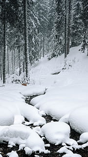flod mellem snefelt, træ, plante, udendørs, natur, abies, gran, sne, vegetation, Skov, jord, is, nåletræ, vinter, bjerg, sport, piste, fyrretræ, eventyr, kold temperatur, hvid farve, skønhed i naturen, ingen mennesker, dag, ro, rolig scene, dækker, ikke-urbane scene, scenics - natur, Frosset, Mark, ekstremt vejr, sner, 5K, CC0, offentligt domæne, royaltyfrie