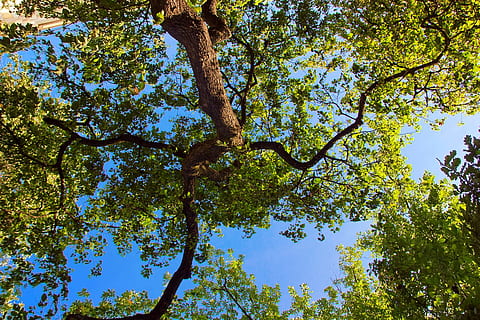 tree, background, backlit, beam, beautiful, beauty, colour, countryside, day, daylight, dream, environment, foliage, forest, green, high, landscape, leaf, light, natural, nature, outdoor, park, peace, photo, plants, quiet, recreation, scene, scenery, season, shine, sky, spring, summer, sunlight, sunny, sunshine, through, trunk, wallpaper, plant, low angle view, growth, beauty in nature, green color, tranquility, tree trunk, no people, branch, outdoors, scenics - nature, blue, tranquil scene, plant part, tree canopy, 720P, CC0, public domain, royalty free