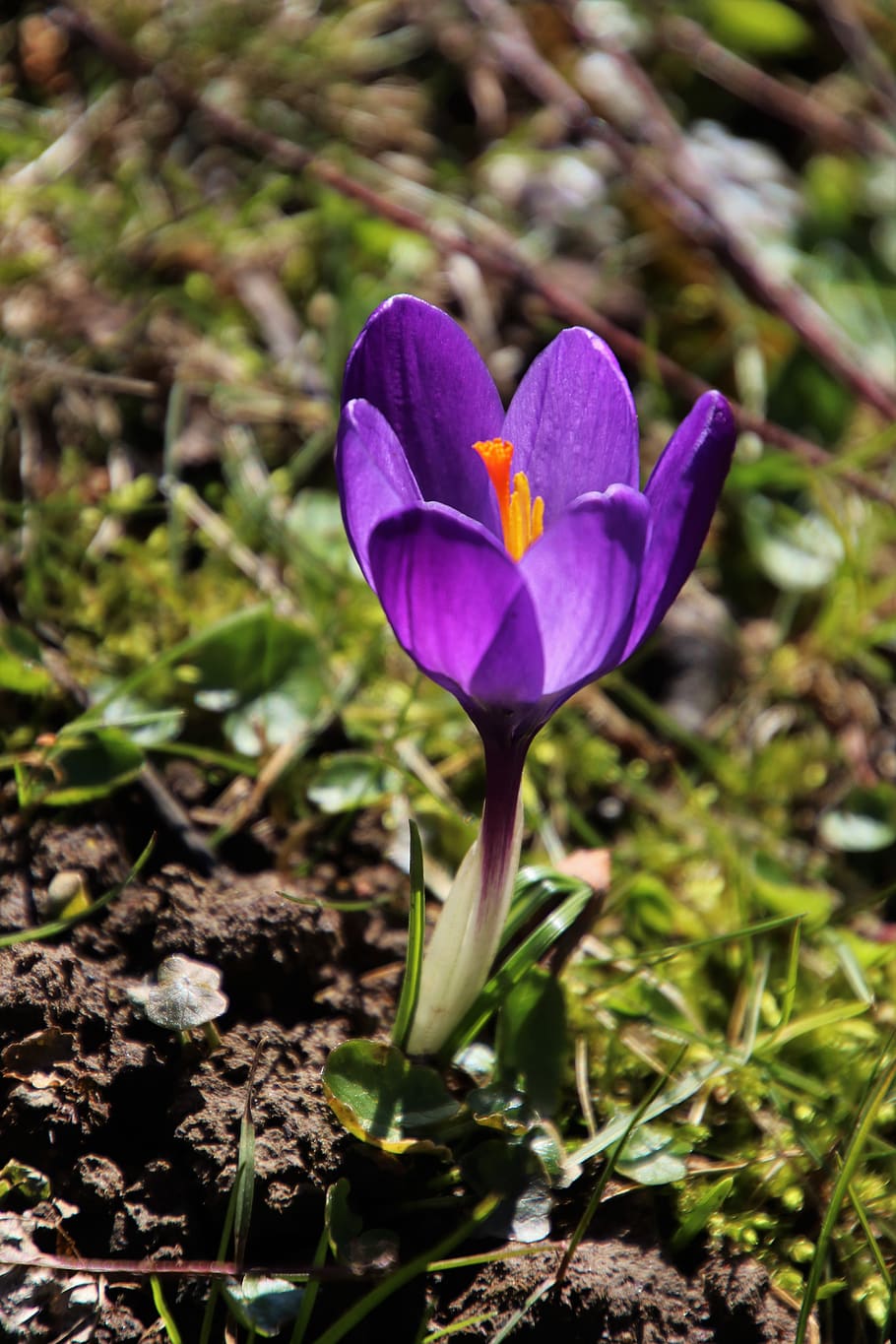 primavera, uno, Krokus, viola, natura, fiore, pianta, stagione, foglia, alla corte di, giardino, avvicinamento, floreale, colore, macro, fioritura, il Sole, textures, nessuno, modello, evidenziato, l'evidenziato, luce, splendore, mattina, alba, pianta fiorita, bellezza nella natura, petalo, crescita, freschezza, vulnerabilità, fragilità, iris, infiorescenza, testa di fiore, croco, terra, giorno, campo, concentrarsi sulle conoscenze acquisite, all'aperto, 5K