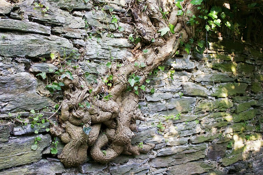 paret, paret de pedra, vell mur, arbre, arrels, heura, força, naturalesa, persistència, nusos, nus, creixement, planta, dia, tronc de l'arbre, tronc, textura, cap gent, aspre, part de la planta, sòlid, a l'aire lliure, bellesa a la natura, patró, rock, tranquil·litat, funció de construcció de parets, color verd, molsa, escorça, 5K
