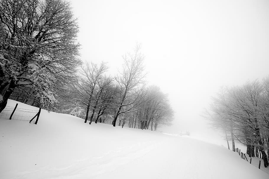 arbres sense fulles, naturalesa, hivern, neu, a l'aire lliure, tempesta, vent de neu, cesarò, Itàlia, monte soru, temps, muntanya, blanc i negre, carretera de neu, arbres, gel, terra, planta, bosc, vegetació, arbre, temperatura de fred, bellesa a la natura, escenics - natura, tranquil·litat, escena tranquil·la, cap gent, Color blanc, arbre nu, cel, cobertura, medi ambient, branca, dia, transport, clima extrem, nevar, treelined, 5K