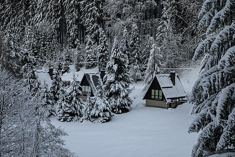 inverno, la neve, pineta, temperatura fredda, albero, struttura costruita, architettura, pianta, esterno dell'edificio, costruzione, natura, Casa, bellezza nella natura, copertura, foresta, crescita, giorno, nessuno, terra, la tranquillità, all'aperto, Cottage, 5K, CC0, dominio pubblico, privo di copyright