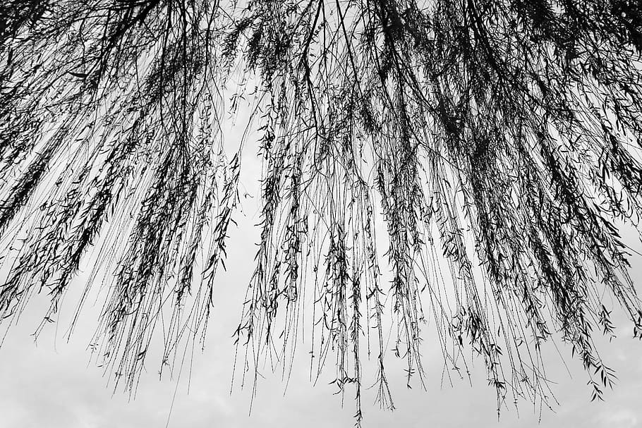 planta, arbre, herba, salze, canya, gespa, bedoll, gola, tanca, cobertura, plata, tiara, accessori, accessoris, joieria, cocodril, animal, rèptil, panses, vista d’angle baix, tranquil·litat, cap gent, bellesa a la natura, creixement, naturalesa, dia, cel, escena tranquil·la, a l'aire lliure, tronc de l'arbre, tronc, branca, cel clar, escenics - natura, hivern, fons, directament a sota, 5K