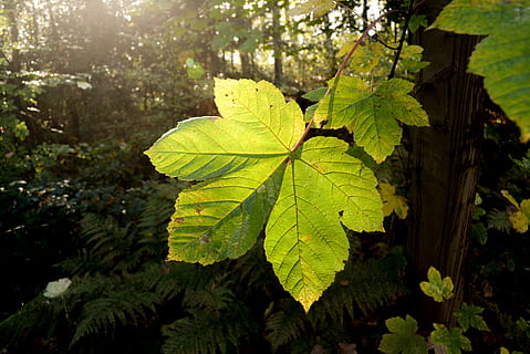 leaf, close up, big, warm, autumn, green, shadow, isolated, mood, nature, plant, plant part, tree, green color, growth, beauty in nature, day, forest, sunlight, close-up, tranquility, no people, outdoors, land, focus on foreground, change, freshness, leaves, maple leaf, 5K, CC0, public domain, royalty free