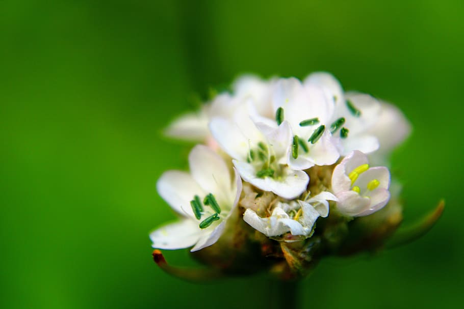 armeria maritima, blomma, vit, makro, grön, blommande växt, friskhet ...