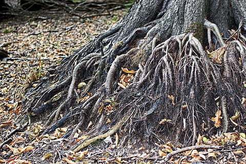 vecchio albero, radice, radici degli alberi, natura, foresta, vecchio, tribù, legna, ceppo, coperto di vegetazione, abbaiare, radicato, radice dell'albero, ambiente, mistico, natura selvaggia, brughiera, prosciugato grande, siccità, umore, misterioso, panoramico, pianta, albero, terra, giorno, nessuno, crescita, parte vegetale, tronco d'albero, tronco, avvicinamento, all'aperto, vista dall'alto, campo, bellezza nella natura, asciutto, la tranquillità, strutturato, pianta morta, ingarbugliato, 5K, CC0, dominio pubblico, privo di copyright