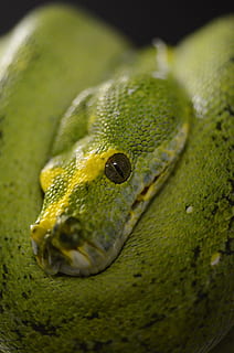 serpente, rettile, pitone albero verde, verde, pitone, animale, un animale, colore verde, avvicinamento, vertebrato, temi animali, animali allo stato selvatico, fauna selvatica, nessuno, parte del corpo animale, messa a fuoco selettiva, testa di animale, natura, occhio, anfibio, in casa, giorno, rana, occhio animale, scala animale, 4K, CC0, dominio pubblico, privo di copyright