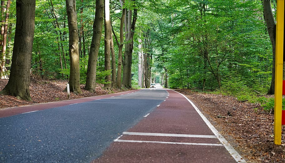 buit, concret, carretera, arbres, Camí, Països Baixos, nederhorst den berg, Carretera bruta, grava, bosc, flora, a l'aire lliure, vegetació, arbre, planta, naturalesa, terra, ruta, bedoll, conífera, direcció, el camí a seguir, transport, creixement, bellesa a la natura, dia, tronc de l'arbre, tronc, perspectiva decreixent, cap gent, tranquil·litat, marcatge, color verd, signe, nivell superficial, bambú - planta, 8K