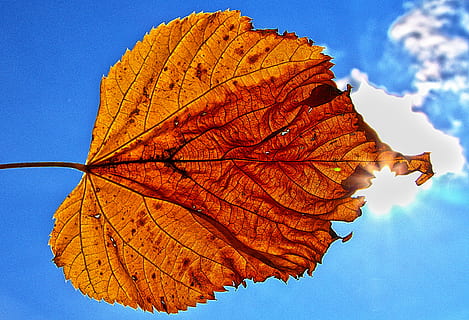 leaf, backlighting, sun, illuminated, sky, dry, autumn, leaf coloring, autumn leaf, sunlight, mood, atmospheric, atmosphere, close up, macro, autumn motive, blue sky, indian summer, plant part, change, nature, plant, leaf vein, beauty in nature, no people, close-up, orange color, day, tree, outdoors, fragility, vulnerability, blue, natural pattern, natural condition, maple leaf, fall, leaves, 4K, CC0, public domain, royalty free