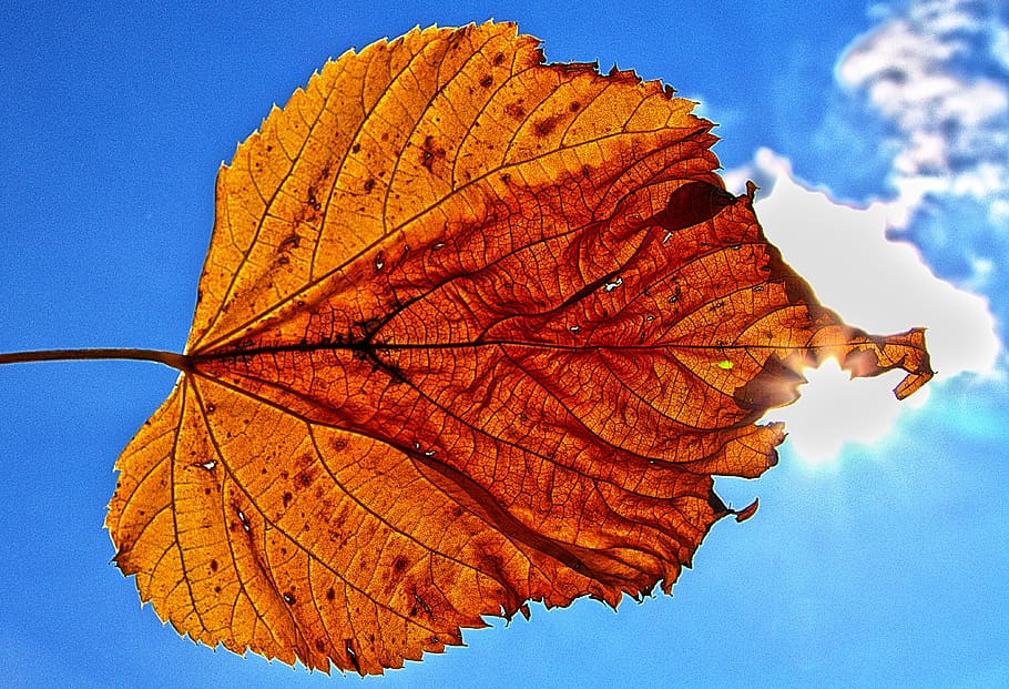 blad, achtergrondverlichting, zon, verlicht, hemel, droog, herfst, bladkleuring, herfstblad, zonlicht, humeur, atmosferisch, atmosfeer, detailopname, macro, herfst motief, blauwe lucht, nazomer, deel van de plant, verandering, natuur, fabriek, bladader, schoonheid in de natuur, geen mensen, Oranje kleur, dag, boom, buitenshuis, breekbaarheid, kwetsbaarheid, blauw, natuurlijk patroon, natuurlijke toestand, esdoorn blad, vallen, bladeren, 4K