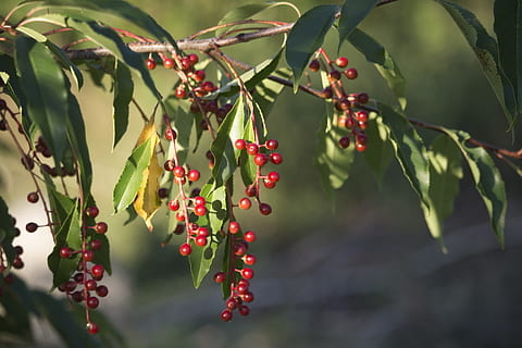 fugl kirsebær, frugt, solnedgang, rød, grøn, perler, urter, vækst, sund kost, mad og drikke, mad, blad, plante del, plante, bærfrugt, friskhed, tæt på, fokus på forgrunden, skønhed i naturen, natur, dag, ingen mennesker, træ, grøn farve, afdeling, udendørs, moden, rønnebær, 5K, CC0, offentligt domæne, royaltyfrie