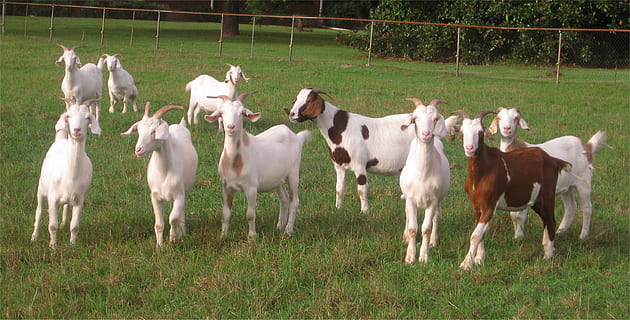 cabres, animals, nacional, animals domèstics, bestiar, herba, temes d'animals, animal, mamífer, grup d’animals, mascotes, planta, camp, terra, vertebrats, naturalesa, agricultura, color verd, paisatge, herbívors, vaca, tanca, a l'aire lliure, 2K, CC0, domini públic, lliure de regalies