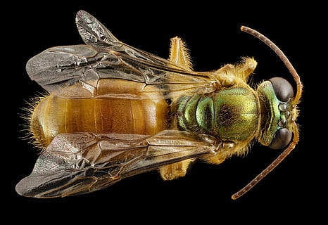 ape, sudore, macro, insetto, avvicinamento, natura, vista dall'alto, Ali, occhi, antenne, delicato, notturno, megalopta genalis, sfondo nero, girato in studio, in casa, temi animali, animale, nessuno, natura morta, ritagliare, fauna selvatica, un animale, invertebrato, singolo oggetto, cibo e bevande, cibo, animali allo stato selvatico, contenitore, rappresentazione animale, protezione, 2K, CC0, dominio pubblico, privo di copyright