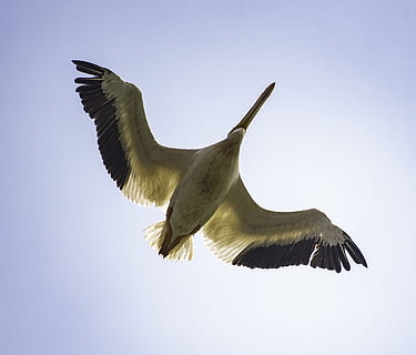 underside, fugl, pelikan, flyvningen, flyvende, dyreliv, aviær, vandfugle, dyr i naturen, dyre temaer, dyr, spredte vinger, hvirveldyr, et dyr, lav vinkel visning, himmel, skyfri himmel, Midt i luften, ingen mennesker, bevægelse, natur, dag, udendørs, skønhed i naturen, rovfugl, måge, 2K, CC0, offentligt domæne, royaltyfrie