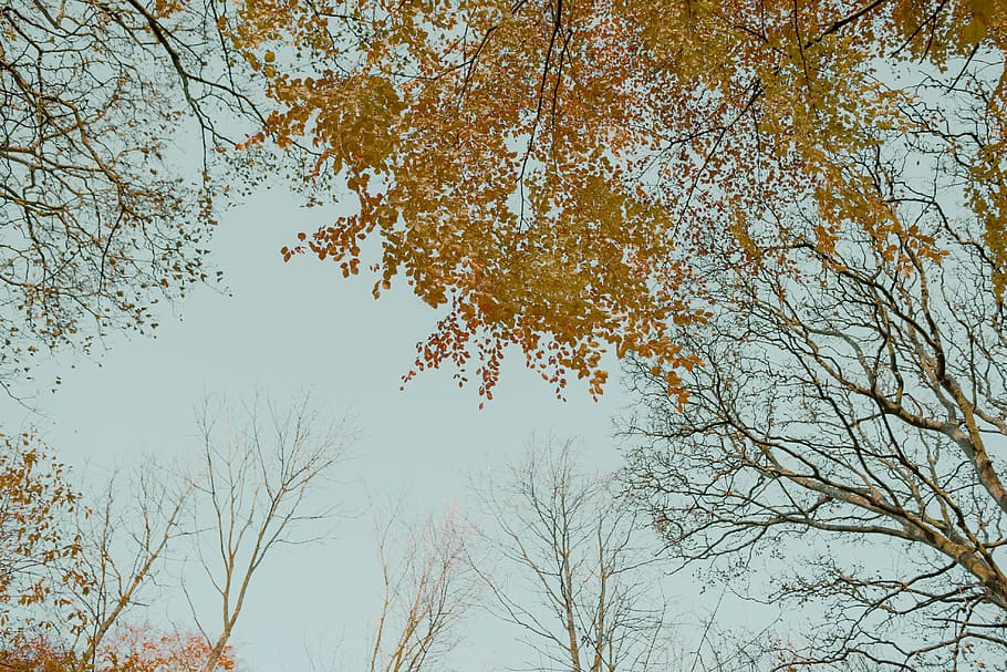 træ, uk, vinterhimmel, vinter, natur, type klar, tapet, blad, efterår, himmel, plante, lav vinkel visning, skønhed i naturen, afdeling, ro, ingen mennesker, lave om, vækst, dag, skyfri himmel, udendørs, scenics - natur, rolig scene, idyllisk, bare træ, ikke-urbane scene, træ baldakin, 4K