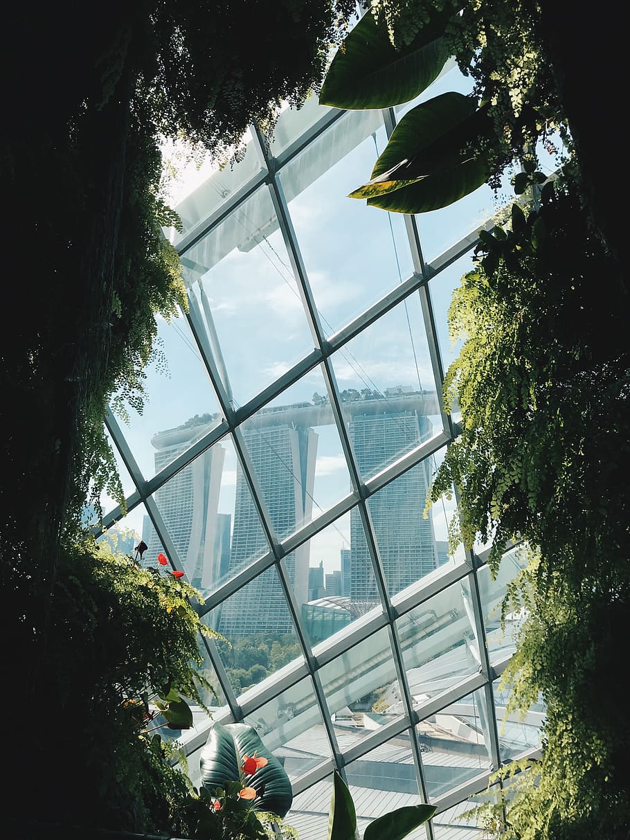 piante a foglia verde, pianta, albero, architettura, struttura costruita, giorno, natura, finestra, vetro - materiale, cielo, crescita, trasparente, esterno dell'edificio, nessuno, all'aperto, Inquadratura dal basso, costruzione, serra, riflessione, luce del sole, 4K