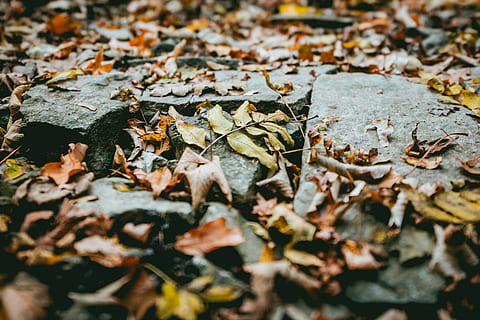 seco, hoja, superficie, hongo, suelo, flora, planta, hoja de arce, al aire libre, abedul, árbol, otoño, parte de la planta, cambio, hojas, enfoque selectivo, nadie, que cae, naturaleza, día, de cerca, belleza en la naturaleza, campo, tierra, vulnerabilidad, fragilidad, vista de alto ángulo, nivel de la superficie, sucio, condición natural, colección de otoño, 5K, CC0, dominio público, libre de derechos
