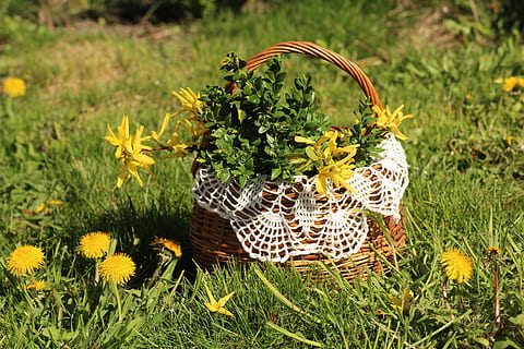 Osterkorb, Ostern, Frühling, Brauch, Dekoration, die tradition von, Ornamente, Osterferien, Korb, Handwerk, Pflanze, Blume, blühende Pflanze, Gras, Wachstum, Feld, Natur, grüne Farbe, Schönheit in der Natur, Land, Frische, keine Leute, Gelb, Tag, Container, Zerbrechlichkeit, Nahansicht, Verletzlichkeit, draußen, Blütenkopf, Sonnenblume, 5K, CC0, gemeinfrei, lizenzfrei