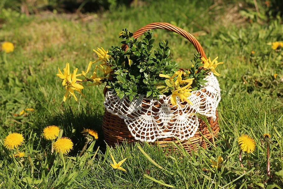 Osterkorb, Ostern, Frühling, Brauch, Dekoration, die tradition von, Ornamente, Osterferien, Korb, Handwerk, Pflanze, Blume, blühende Pflanze, Gras, Wachstum, Feld, Natur, grüne Farbe, Schönheit in der Natur, Land, Frische, keine Leute, Gelb, Tag, Container, Zerbrechlichkeit, Nahansicht, Verletzlichkeit, draußen, Blütenkopf, Sonnenblume, 5K