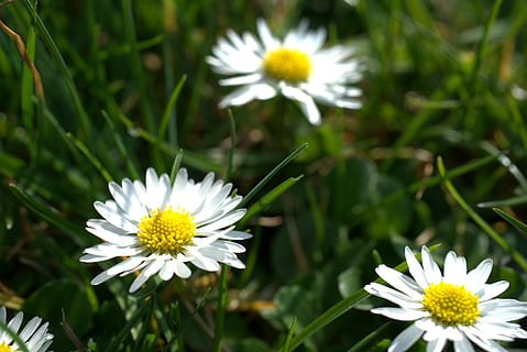margarida, jardí, primavera, Pasqua, flor, florir, prat, amor, cor, blanc, estiu, flora, jardineria, verd, macro, pètals, planta, naturalesa, herba, planta amb flors, frescor, creixement, vulnerabilitat, fragilitat, Color blanc, bellesa a la natura, inflorescència, cap de flor, pètal, primer pla, centrar-se en primer pla, pol·len, dia, cap gent, groc, a l'aire lliure, 5K, CC0, domini públic, lliure de regalies
