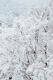 snow covered trees, branches, climate, cold, daytime, fog, foggy, frost, frosty, frosty weather, frozen, ice, icy, landscape, nature, scene, scenic, season, snow, snowfall, snowy, trees, weather, white, winter, wood, cold temperature, no people, day, plant, white color, beauty in nature, tranquility, land, tree, outdoors, scenics - nature, tranquil scene, backgrounds, covering, 5K, CC0, public domain, royalty free