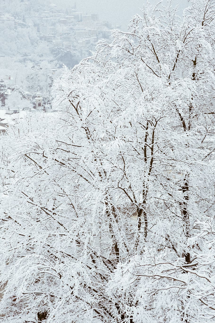 met sneeuw bedekte bomen, takken, klimaat, koude, dag, mist, mistig, vorst, ijzig, ijzig weer, bevroren, ijs-, landschap, natuur, tafereel, toneel-, seizoen, sneeuw, sneeuwval, besneeuwd, bomen, weer, wit, winter, hout, koude temperatuur, geen mensen, fabriek, witte kleur, schoonheid in de natuur, kalmte, land-, boom, buitenshuis, scenics - natuur, rustige scène, achtergronden, aan het bedekken, 5K