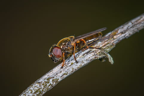 hoverfly, insetto, poco, macro, peste, temi animali, invertebrato, animale, fauna selvatica, animali allo stato selvatico, un animale, avvicinamento, nessuno, natura, ramo, zoologia, all'aperto, pianta, copia spazio, ala animale, ramoscello, girato in studio, parte del corpo animale, sfondo nero, 4K, CC0, dominio pubblico, privo di copyright
