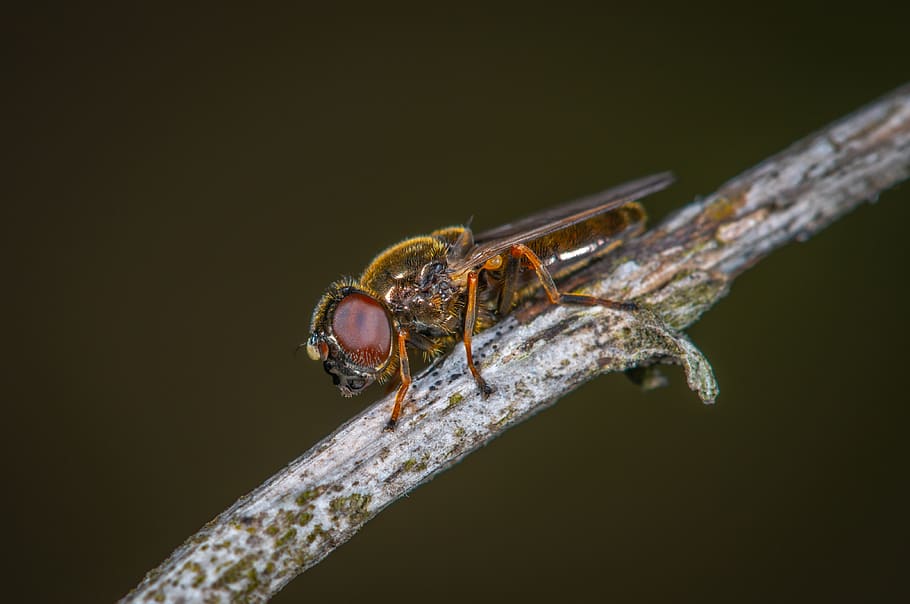 hoverfly, error, insecte, poc, macro, plaga, temes d'animals, invertebrat, animal, fauna animal, animals a la natura, un animal, primer pla, cap gent, naturalesa, branca, zoologia, a l'aire lliure, planta, còpia espai, ala dels animals, tir de l'estudi, part del cos dels animals, fons negre, 4K