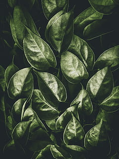 grünblättrige Pflanze, Baum, Kamera, Grün, Blatt, Textur, Textur-Stil, Pflanze, See, Fernweh, Reise, Schuss, Fotografie, Foto, Wald, Hintergrund, Handy, Mobiltelefon, Beliebt, natürlich, Hintergründe, Natur, Frische, grüne Farbe, abstrakt, organisch, Muster, Illustration, Umgebung, Lebensmittel, Gemüse, Nahansicht, Wachstum, 4K, CC0, gemeinfrei, lizenzfrei