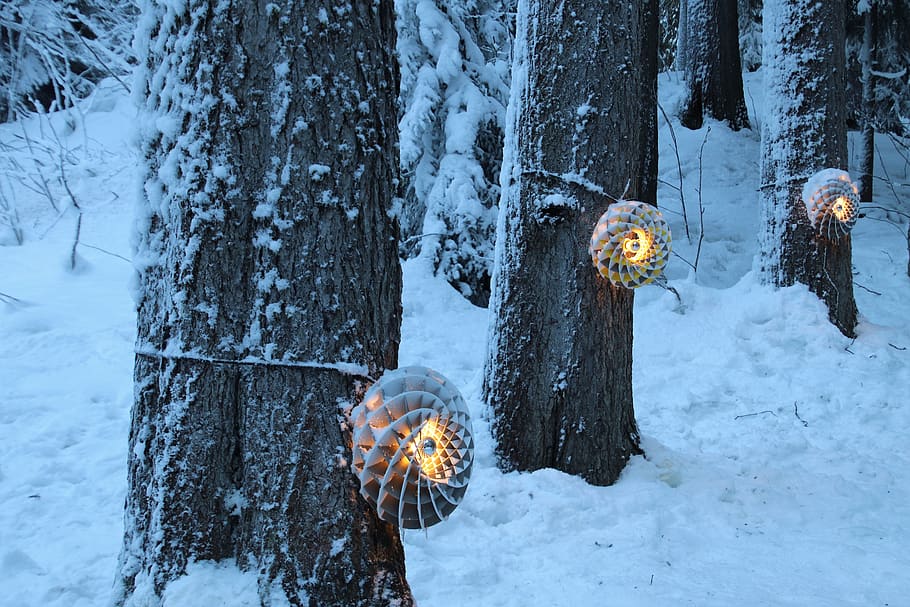 llum, suspès, neu, fred, gelades, arbre, congelat, decoració, arbres, hivern, M'agrada, vacances, spacer, crepuscle, Nadal, parròquia, ornament, humor, desembre, festiu, advent, temperatura de fred, planta, naturalesa, tronc de l'arbre, tronc, terra, dia, cap gent, bellesa a la natura, cobertura, a l'aire lliure, camp, Color blanc, centrar-se en primer pla, bosc, 5K